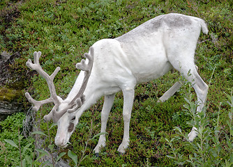 Image showing white reindeer