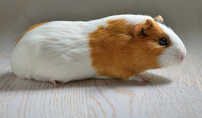 Image showing Small cute guinea pig isolated