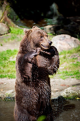 Image showing Brown bear (Ursus arctos)