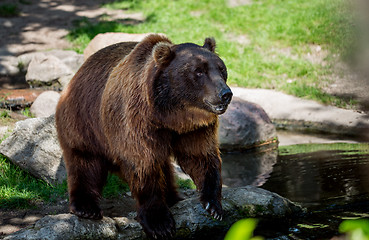 Image showing Brown bear (Ursus arctos)