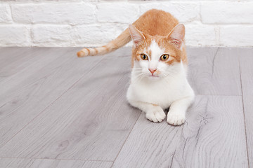 Image showing Young red kitten posing