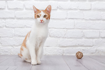 Image showing Young red kitten posing