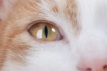 Image showing Eye of red kitten