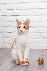 Image showing Young red kitten posing