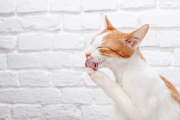 Image showing Young red kitten washing