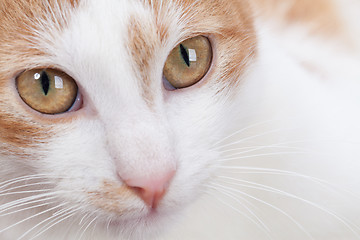 Image showing Portrait of young red kitten