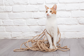 Image showing Young red kitten posing