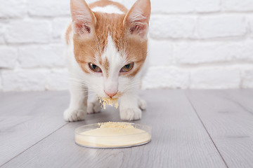 Image showing Young red kitten eats dry yeast extract from petri cup