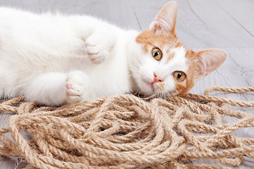 Image showing Young red kitten posing