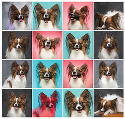 Image showing Studio portrait of a small yawning puppy Papillon