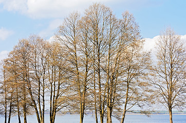 Image showing Bare Tree