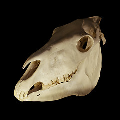 Image showing Zebra Skull