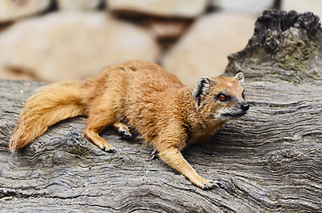 Image showing Mongoose