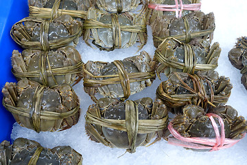 Image showing Raw shanghai hairy crab