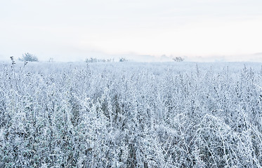 Image showing Winter Foggy Morning In The Field
