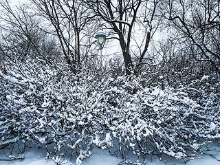 Image showing Beautiful winter park after snowstorm