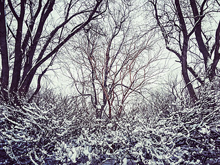 Image showing Trees after snowstorm