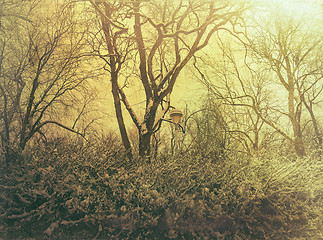 Image showing Snowy trees in murky yellow light