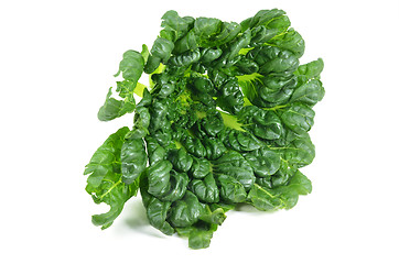 Image showing Chinese flat cabbage (Brassica chinensis) or Tah Tsai lettuce