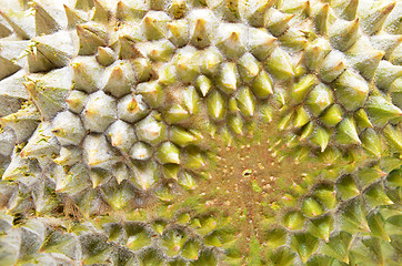 Image showing Durian fruit isolated on white background