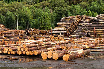 Image showing Landscape With Large Woodpile