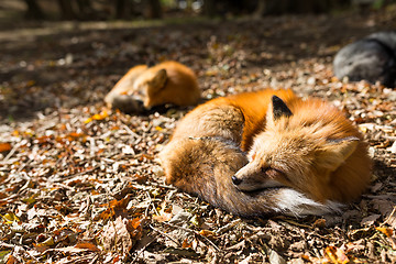 Image showing Red fox sleeping at outdoor