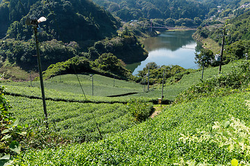 Image showing Tea Plantation farm