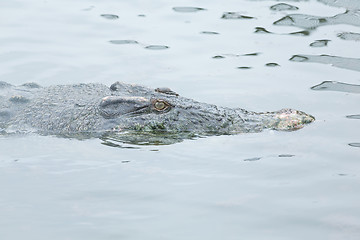 Image showing Crocodile swimming 