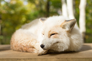 Image showing Fox sleeping at outdoor