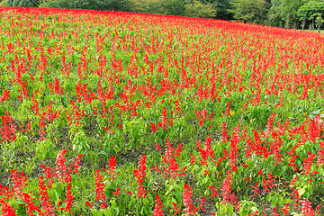 Image showing Red Salvia field