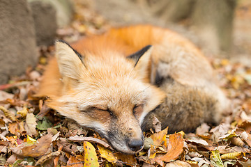 Image showing Cute fox sleeping