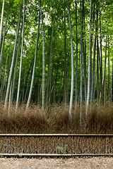 Image showing Lush bamboo forest