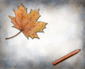 Image showing maple leaf