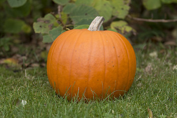 Image showing Halloween Pumpin