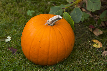 Image showing Halloween Pumpin