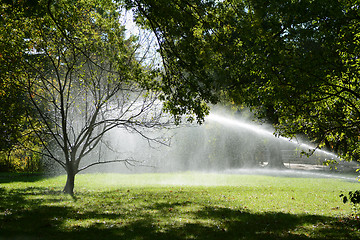 Image showing Water droplets from a sprinkler catch in a tree