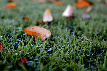 Image showing Dew droplets on grass, with scattered fall leaves