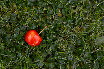 Image showing Bright red crab apple on dewy grass