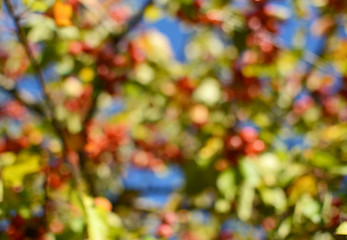 Image showing Abstract defocussed tree with red crab apples and green foliage