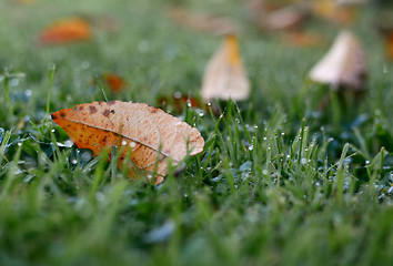 Image showing Orange autumn leaf on dew-covered grass