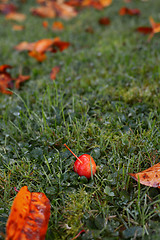 Image showing Crab apple fruit among golden fall leaves