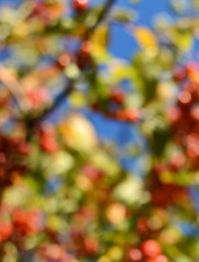 Image showing Abstract bokeh background of colourful crab apple tree 