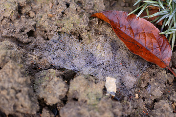 Image showing Dew-covered spider web in a flower bed