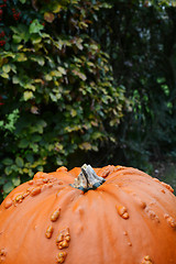 Image showing Warty orange pumpkin against background of green foliage