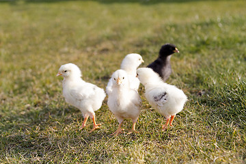 Image showing Young chicken on a meadow