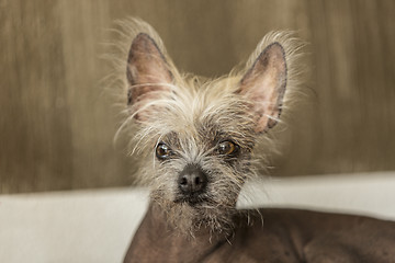 Image showing Portrait of a Chinese hairless dog