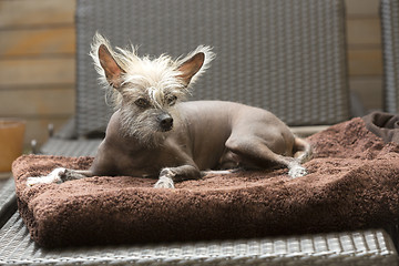 Image showing Portrait of a Chinese hairless dog