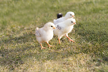 Image showing Newborn chicken on a meadow