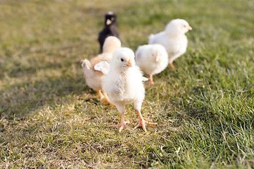 Image showing Newborn chicken on a meadow