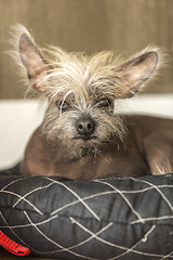 Image showing Portrait of a Chinese hairless dog